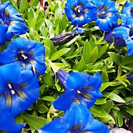 & Ronacherhof -mountain Hideaway Slopeside Gæstehus Bad Kleinkirchheim