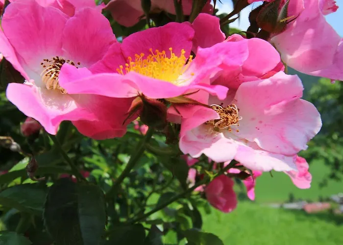 & Ronacherhof -mountain Hideaway Slopeside 3*