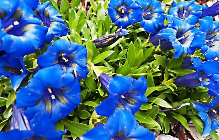 & Ronacherhof -mountain Hideaway Slopeside Pensjonat Bad Kleinkirchheim